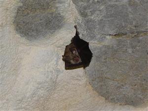 Rhinolophus hipposideros