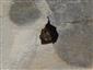 Rhinolophus hipposideros