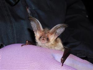 Plecotus auritus