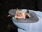 Myotis myotis