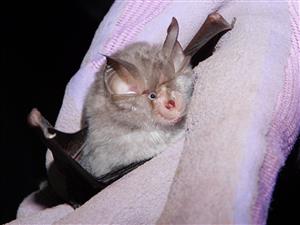 Rhinolophus hipposideros