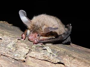 Myotis bechsteinii