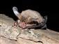 Myotis bechsteinii