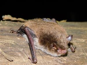 Myotis daubentonii