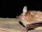 Myotis emarginatus