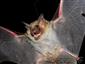 Myotis myotis