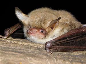 Myotis nattereri