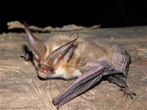 Plecotus auritus