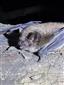 Myotis brandtii