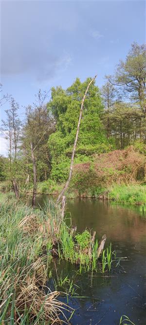 Lakšársky potok_koniec lokality_po prúde