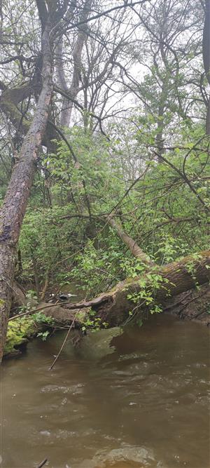 Stará Myjava_Senica pod_začiatok lokality_proti prúdu_01