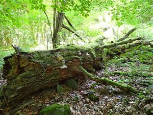 TML, vhodný mikrohabitat druhu