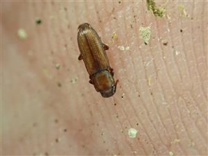 TML, Pycnomerus terebrans