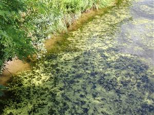 TML, interiér eutrofizovaného kanála