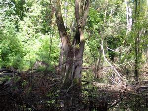 TML v časti Žabie jazero