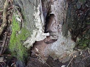 TML, vŕba s pobytovými znakmi O. eremita