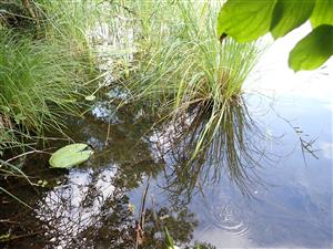 TML, interiér ramena paleopotamon