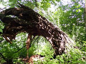 TML, mäkký lužný les na brehu Malého Dunaja