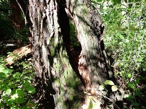 TML, vhodný mikrohabitat druhu