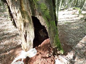 TML, strom obsadený pižmovcom