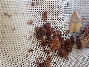 TML, pobytové znaky (trus) pižmovca