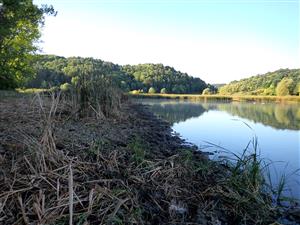 TML, disturbancia litorálu hovädzím dobytkom