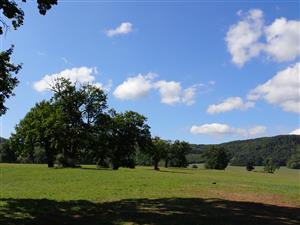 TML Dobrá Niva, riedky pastevný les