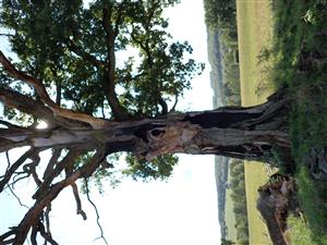 TML, strom obsadený O. eremita