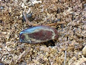 TML, torzo O. eremita