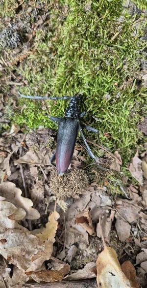 uhynutá samica Cerambyx cerdo