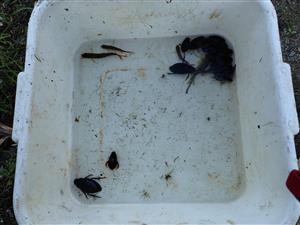 TML, výber ZEBCO pascí