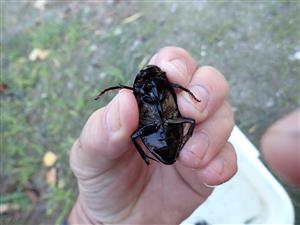 TML, Hydrophilus piceus