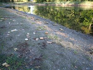 Eutrofizácia litorálu zakrmovaním rýb