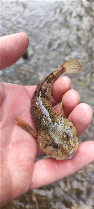 Vlára_Horné Srnie_Cottus gobio