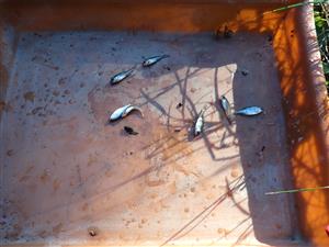 TML, výber ZEBCO pascí