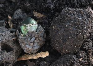 porovnanie kokónov Osmoderma eremita a Cetonia aurata