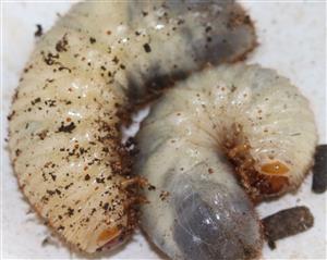 larvy Osmoderma eremita