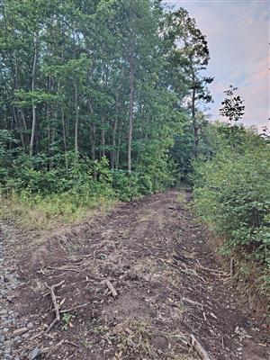 TML Kamenín (druhá z lesných ciest v spojnici TML)