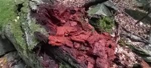 TML, vhodný mikrohabitat druhu