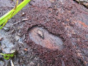 TML, Carabus granulatus