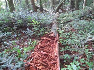 TML, padnutá jedľa s výskytom R. sulcatus