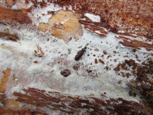 TML, Rhysodes sulcatus