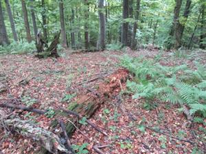 TML, vhodný mikrohabitat druhu