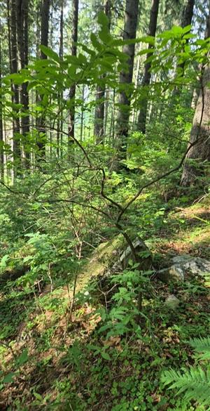 Fotografia biotopu Pseudogaurotina excellens s hostitelskou rastlinou.