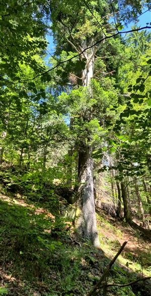 Fotografia biotopu Rhysodes sulcatus