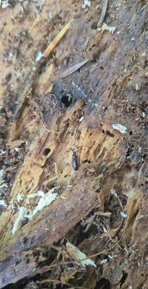 Imágo Rhysodes sulcatus