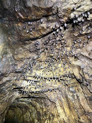 hibernujúce podkováre malé  v bani Kokavka 1