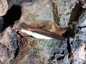 hibernujúci Myotis myotis