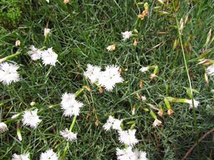 Dianthus praecox subsp. lumnitzeri