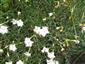 Dianthus praecox subsp. lumnitzeri
